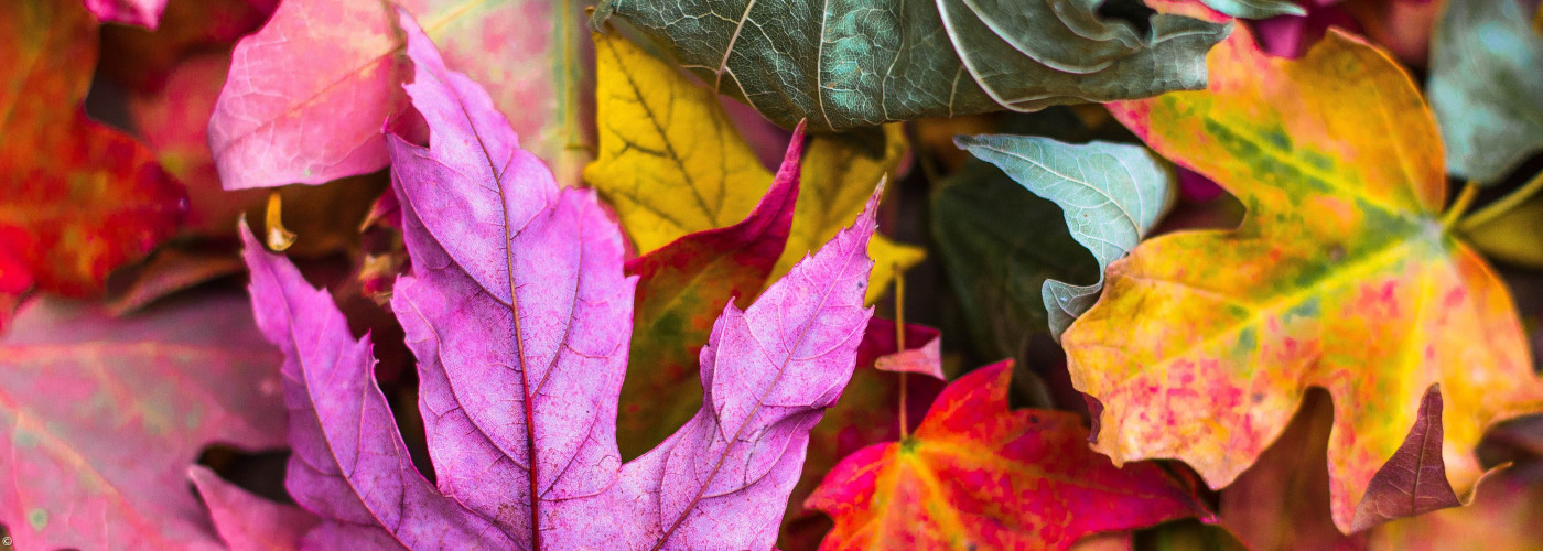 Bunte Herbstblätter in verschiedenen Farben und Formen, darunter lila, rot, gelb und grün, übereinander liegend.