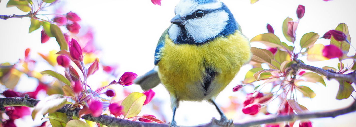 Eine Blaumeise sitzt auf einem Ast mit Knospen und Blättern.